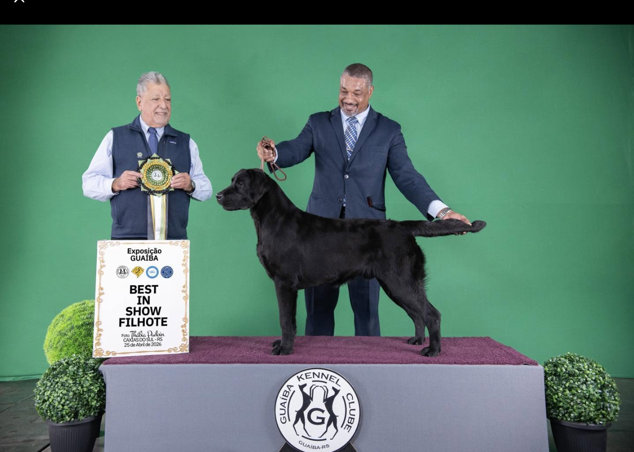 Labsana Blue II — Best in Show Cachorro, Exposição Guaíba