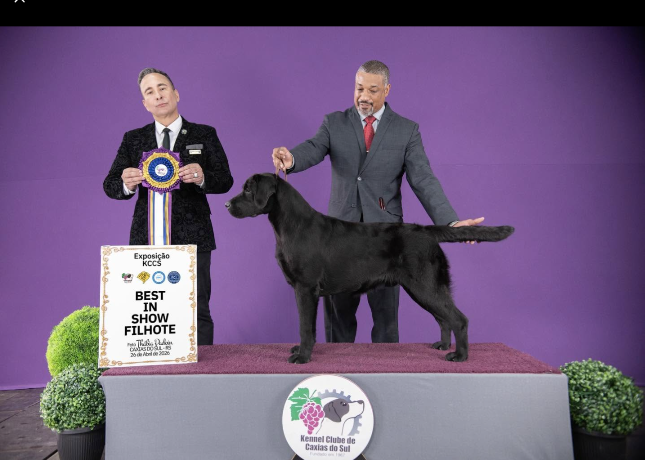 Labsana Blue II — Best in Show Cachorro, KCCS Caxias do Sul